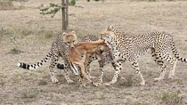 3 Days Masai Mara Kenya Big Five Private Safari