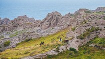 Beach gallop - horse riding Safari for experienced riders