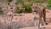 Half day wildlife tour to Nairobi National Park Game Drive with Pickup/Drop off