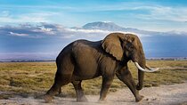 Day Safari; Amboseli National Park from Nairobi.