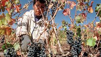 4 Hour Santa Rita Winery All inclusive Tour for Wine Lover