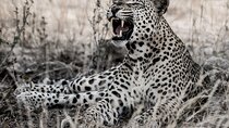 8 Days 7 Nights Kenyan Luxury Safari