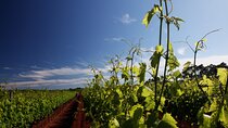 Wine Tasting Experience at the organic winery in Šišan