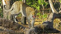 Jaipur to Jhalana Leopard reserve Private Day Trip All Inclusive
