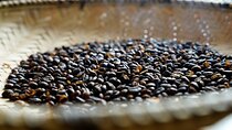 Private Meru Coffee Tour in Nkoaranga