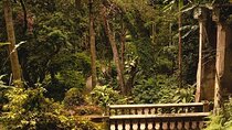 Guided Tour in Tijuca Forest with transfer