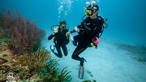 Basic Diver - Bautismo