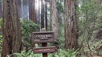 Private Tour Muir Woods and Sausalito