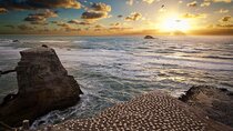 Private Tour - Muriwai Beach & Wine Tasting