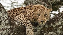 Tanzania Luxury Safari