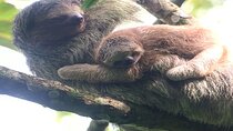 Arenal Volcano National Park Sloth Tour
