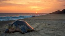 Turtle Nesting Tour