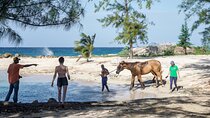 Horseback Riding , Blue Hole And Lunch from Ocho Rios