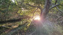 Spanish Lagoon Mangrove Trail & Bird Watching