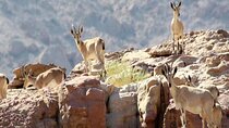 Wadi Mujib Ibex Trail Hiking Experience with Amman Tour & Panorama Dead Sea