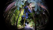 Night Walk in Cairns Botanic Gardens - Let's Go Buggin