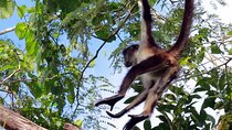 Zip lining and Canoe Monkey jungle in Tulum 