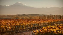 Mendoza Malbec Experience