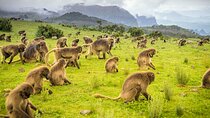 Simien Mountains 2 day trek