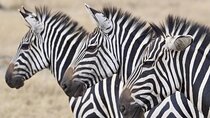2 Day Lake Mburo Nature Safari Holiday Tour