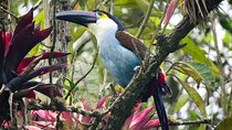 Cocora Valley: Birding & Hiking with Breakfast & Lunch