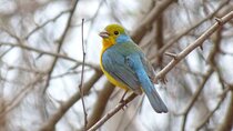 SIerra Madre Highland bird and Tuito