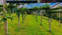 Hamakua Coast Farm Small-Group Walking and Tasting Tour