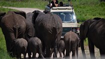 Private Day Safari to Tarangire National Park 