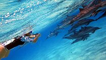 Sataya Dolphin House Snorkel Trip - Marsa Alam
