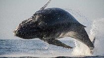 Hermanus Whale Watching and Stony Point Penguins Full Day Tour