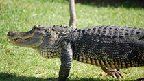 Everglades Admission Ticket with Airboat Ride and Wildlife Show