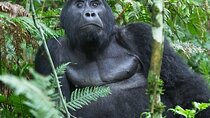 15-Days Around Uganda Safari