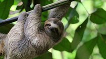 Explore Rainforets Sloth Discover Spectacular Waterfall
