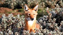 7-Day Bale Mountains National Park Tour