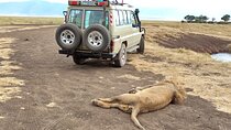 3 Days Exploring Serengeti & Ngorongoro Crater from Arusha