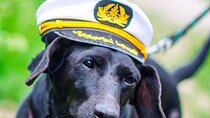 Dog Day of Summer Harbor Cruise in Boston