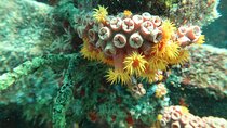 Atlantic Ocean Snorkeling Experience