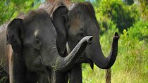 Private Taxi from Sri Lanka Airport (BIA-CMB) to Udawalawe Hotels