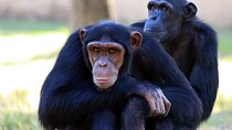 4 Day Tour Kibale Forest National Park and Gorilla Trekking