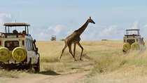 3-Day Budget Maasai Mara Joining Safari with 4x4 LandCruiser Jeep