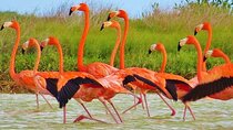 Las Coloradas & Rio Lagartos Biosphere! Transportation from Playa Del Carmen