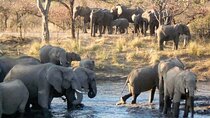 Game Drive and Rhino Walk In Mosi Oa Tunya National Park