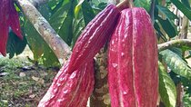 Salento to Viterbo for a Coffee, Cacao, and Panela Full Day Tour