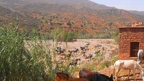 Zat valley and the Atlas mountain private day trip from Marrakech with lunch.