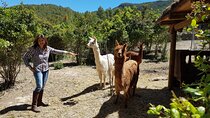 Private Tour - Hike and wine tasting at the Penedés