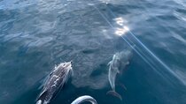 Sailing Adventure: Sailing, Dolphins and Relaxation with Drinks