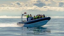 Puffin Watching Speedboat Express
