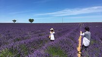 4-Hour Lavender Fields Tour in Valensole from Aix-en-Provence