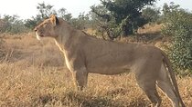 2 Day Pilanesberg Safari in 3 Star Lodge