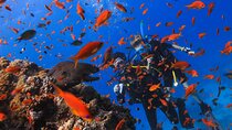 Safe Try dive-Personal instructor, 1:1 experience, Top boat